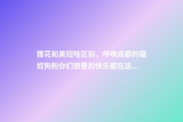 狸花和美短啥区别，呼唤成都的猫奴狗粉你们想要的快乐都在这些地方~-第1张-观点-玄机派