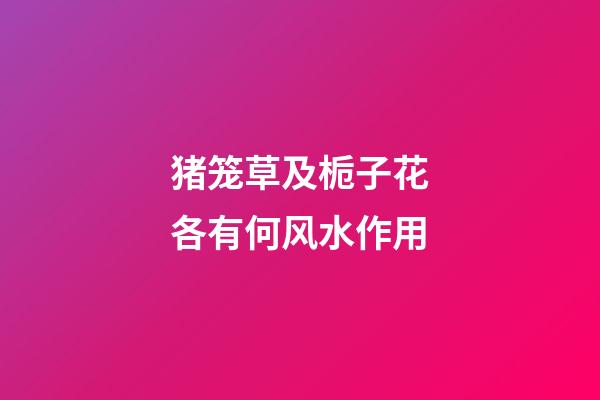 猪笼草及栀子花各有何风水作用?