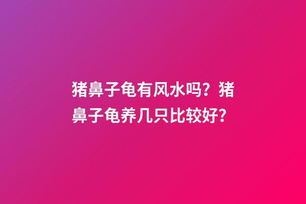 猪鼻子龟有风水吗？猪鼻子龟养几只比较好？