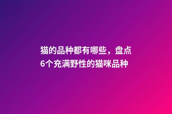 猫的品种都有哪些，盘点6个充满野性的猫咪品种-第1张-观点-玄机派