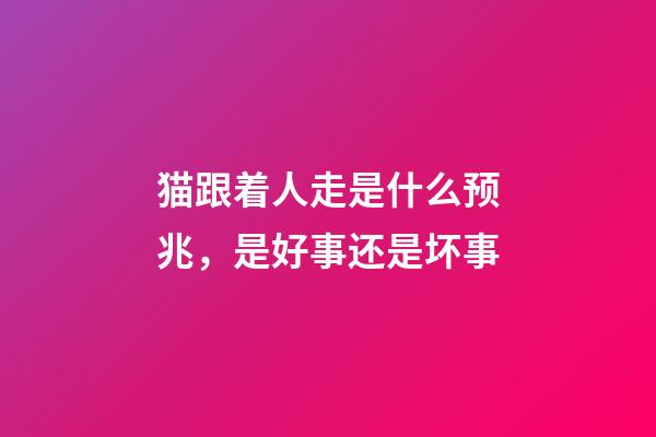 猫跟着人走是什么预兆，是好事还是坏事