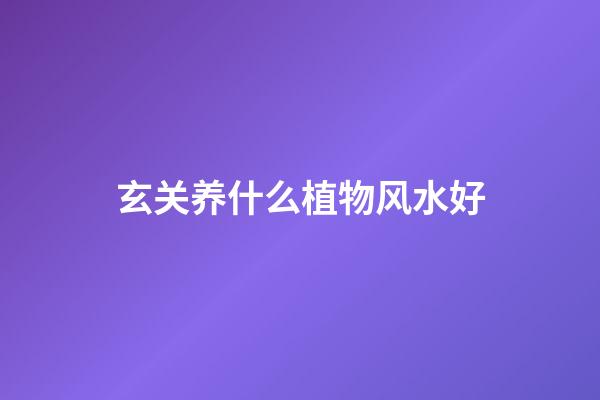 玄关养什么植物风水好