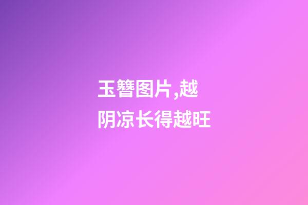 玉簪图片,越阴凉长得越旺-第1张-观点-玄机派