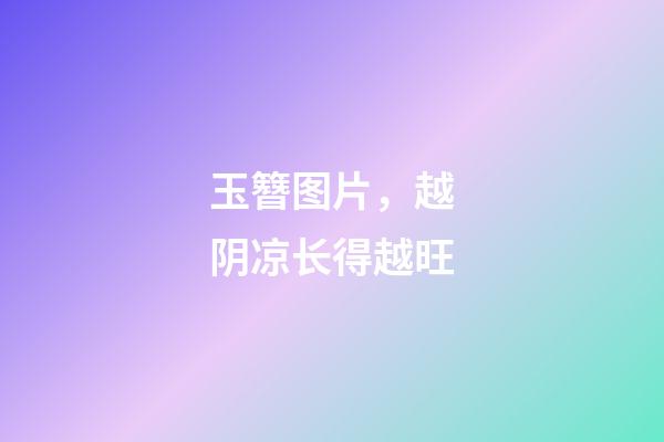 玉簪图片，越阴凉长得越旺-第1张-观点-玄机派