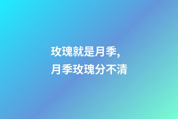 玫瑰就是月季,月季玫瑰分不清-第1张-观点-玄机派
