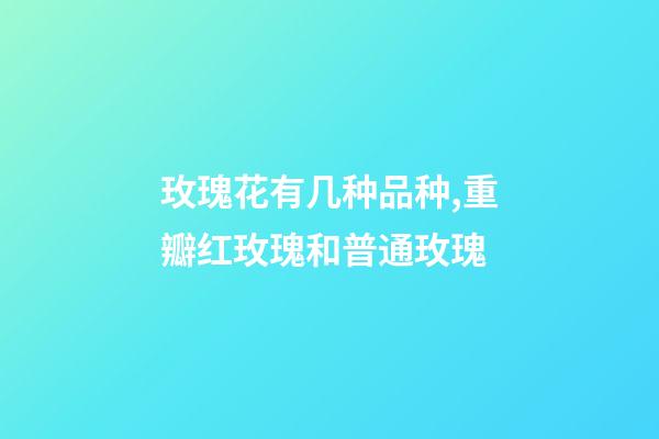 玫瑰花有几种品种,重瓣红玫瑰和普通玫瑰-第1张-观点-玄机派