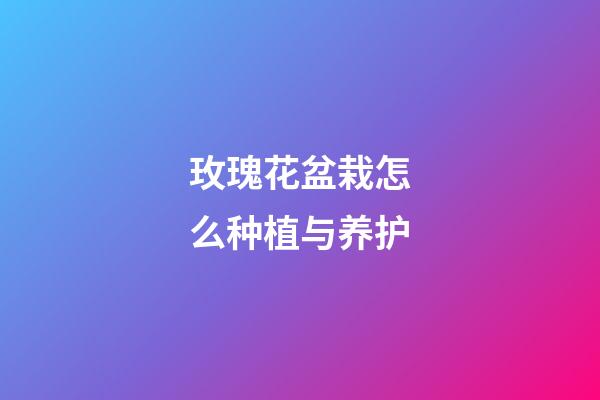 玫瑰花盆栽怎么种植与养护