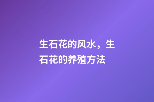 生石花的风水，生石花的养殖方法