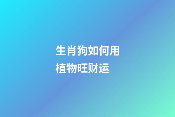 生肖狗如何用植物旺财运