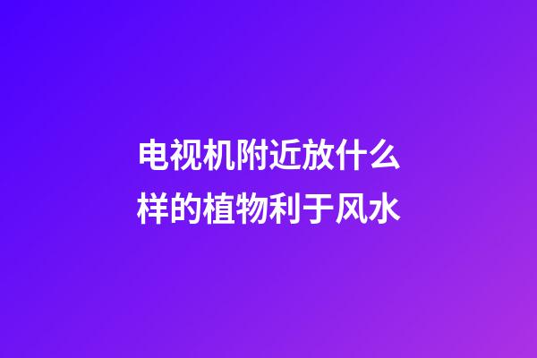 电视机附近放什么样的植物利于风水