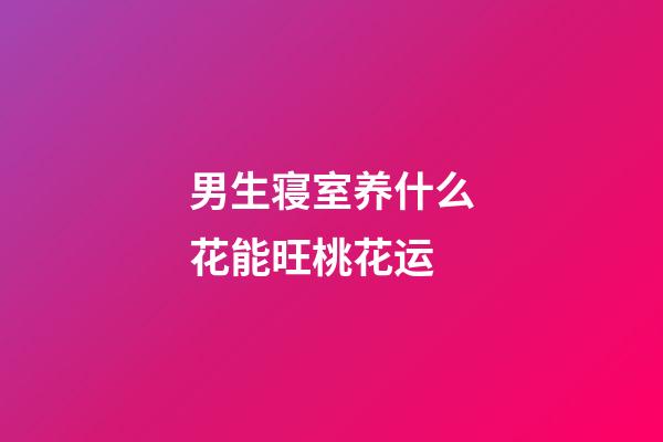 男生寝室养什么花能旺桃花运