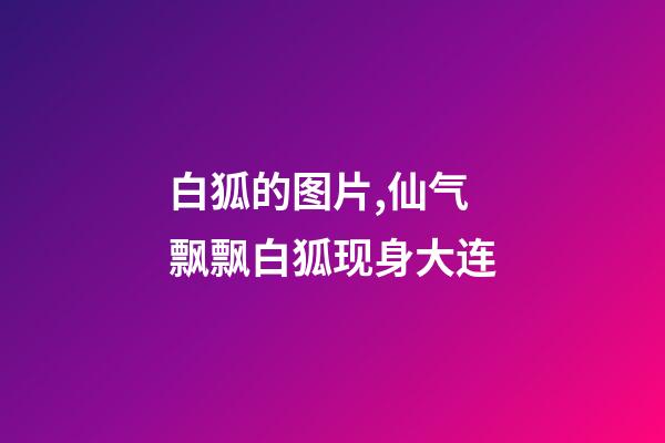 白狐的图片,仙气飘飘白狐现身大连-第1张-观点-玄机派