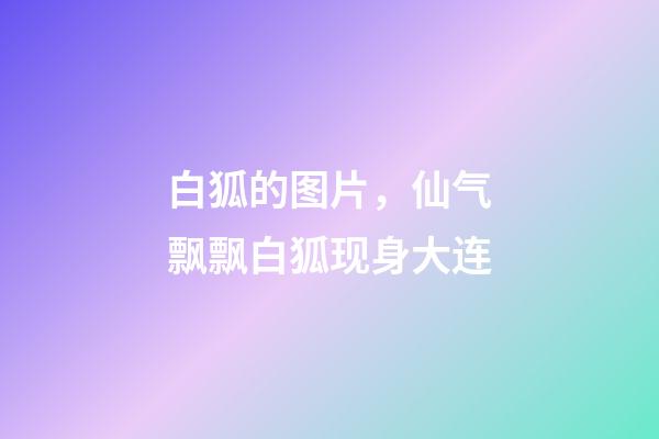 白狐的图片，仙气飘飘白狐现身大连-第1张-观点-玄机派