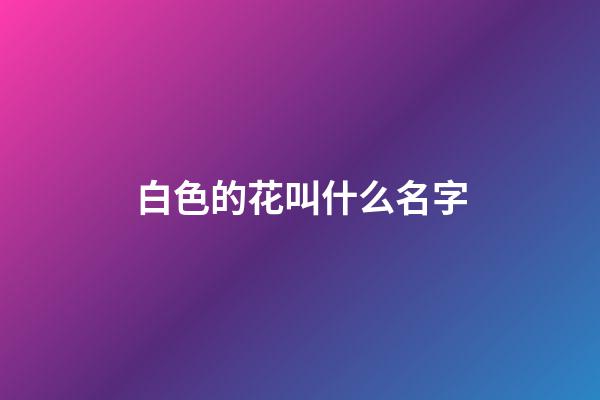 白色的花叫什么名字