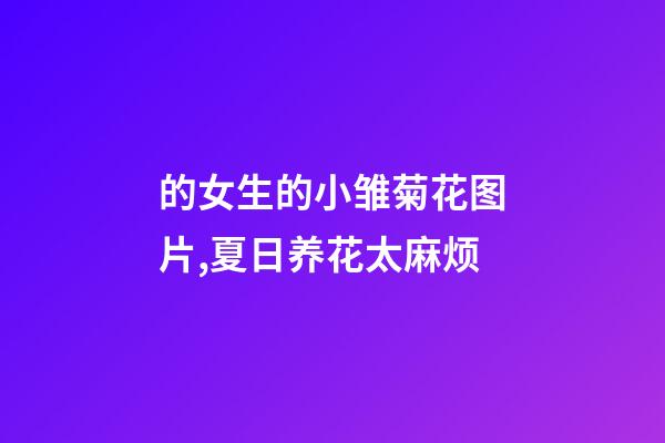 的女生的小雏菊花图片,夏日养花太麻烦-第1张-观点-玄机派