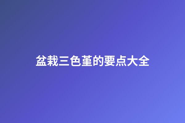 盆栽三色堇的要点大全