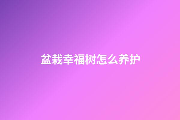 盆栽幸福树怎么养护
