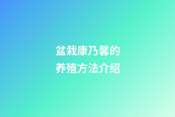 盆栽康乃馨的养殖方法介绍