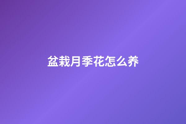 盆栽月季花怎么养