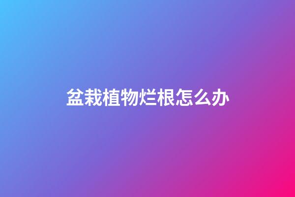 盆栽植物烂根怎么办