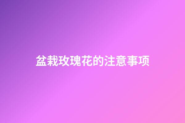 盆栽玫瑰花的注意事项