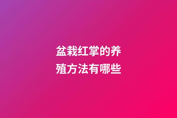 盆栽红掌的养殖方法有哪些