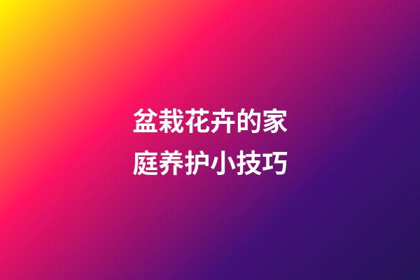 盆栽花卉的家庭养护小技巧