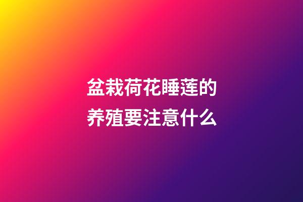 盆栽荷花睡莲的养殖要注意什么