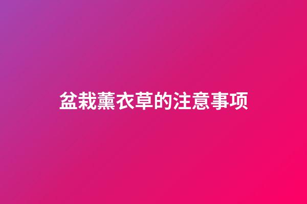 盆栽薰衣草的注意事项