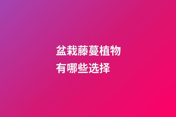 盆栽藤蔓植物有哪些选择