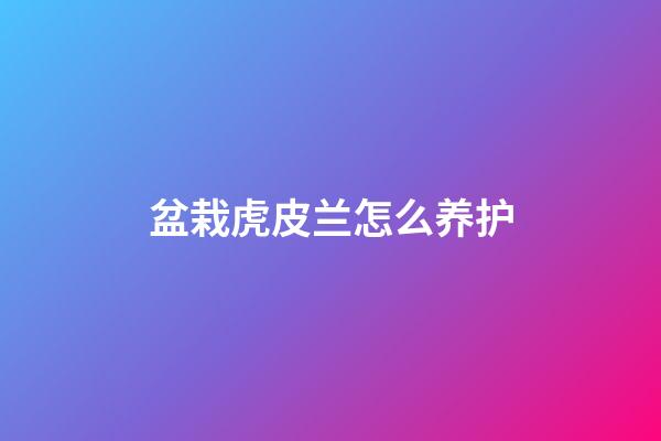 盆栽虎皮兰怎么养护
