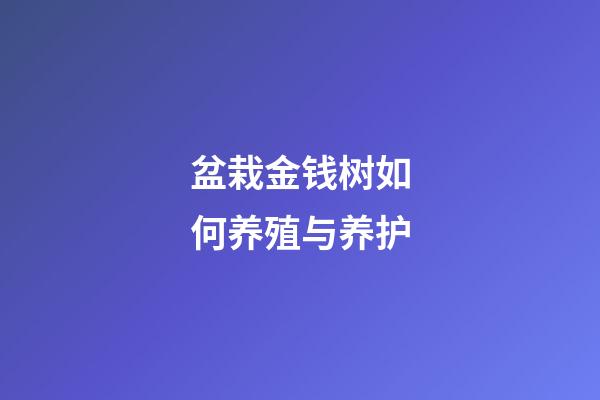 盆栽金钱树如何养殖与养护