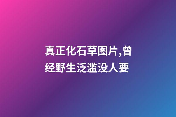 真正化石草图片,曾经野生泛滥没人要-第1张-观点-玄机派