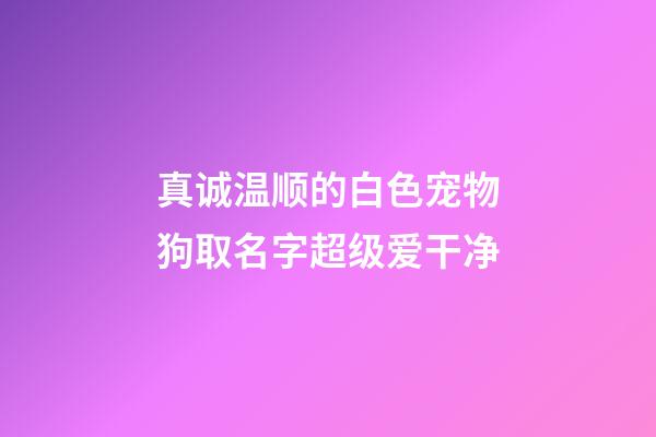 真诚温顺的白色宠物狗取名字超级爱干净
