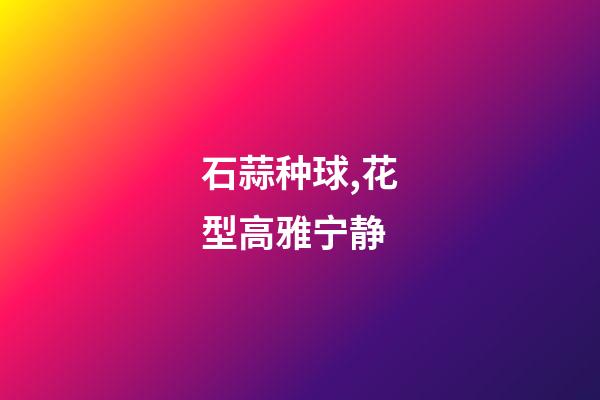 石蒜种球,花型高雅宁静-第1张-观点-玄机派