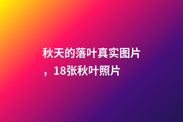 秋天的落叶真实图片，18张秋叶照片-第1张-观点-玄机派