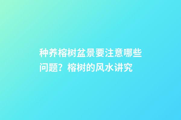 种养榕树盆景要注意哪些问题？榕树的风水讲究