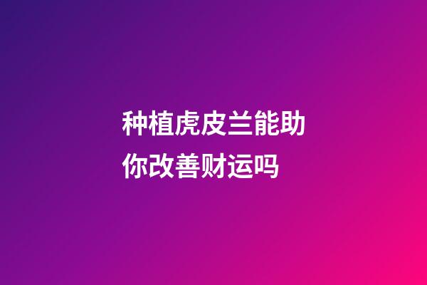 种植虎皮兰能助你改善财运吗