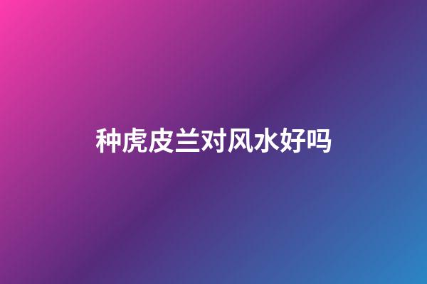 种虎皮兰对风水好吗