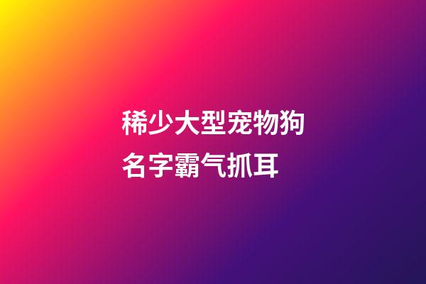 稀少大型宠物狗名字霸气抓耳