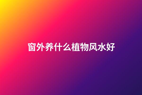 窗外养什么植物风水好