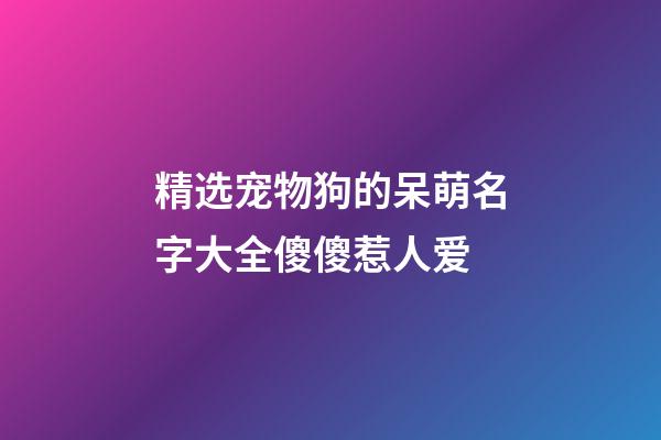 精选宠物狗的呆萌名字大全傻傻惹人爱