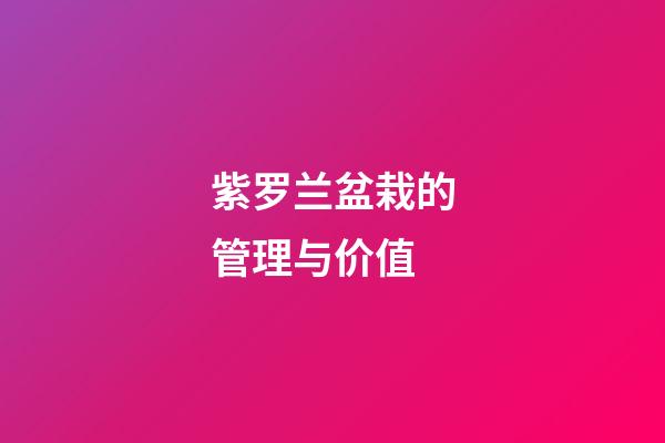 紫罗兰盆栽的管理与价值