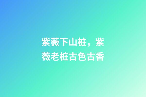 紫薇下山桩，紫薇老桩古色古香-第1张-观点-玄机派