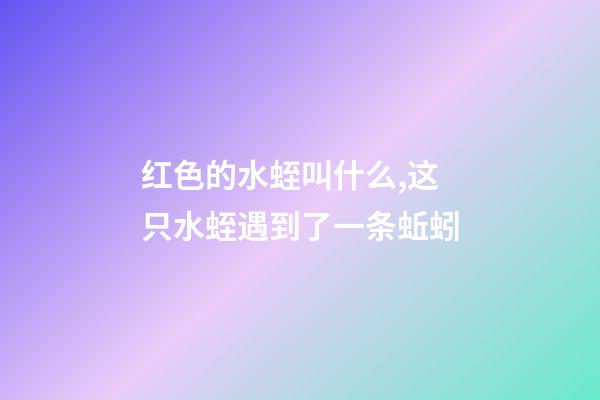 红色的水蛭叫什么,这只水蛭遇到了一条蚯蚓-第1张-观点-玄机派