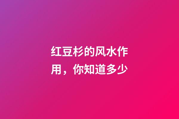 红豆杉的风水作用，你知道多少