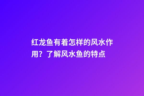 红龙鱼有着怎样的风水作用？了解风水鱼的特点