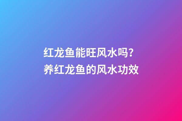 红龙鱼能旺风水吗？养红龙鱼的风水功效