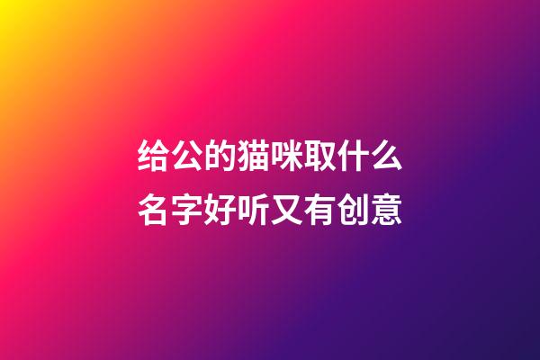 给公的猫咪取什么名字好听又有创意