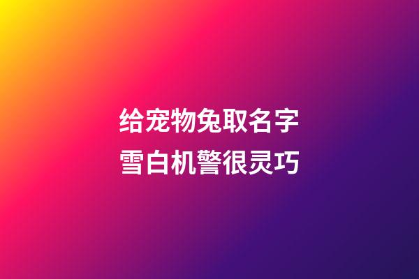 给宠物兔取名字雪白机警很灵巧
